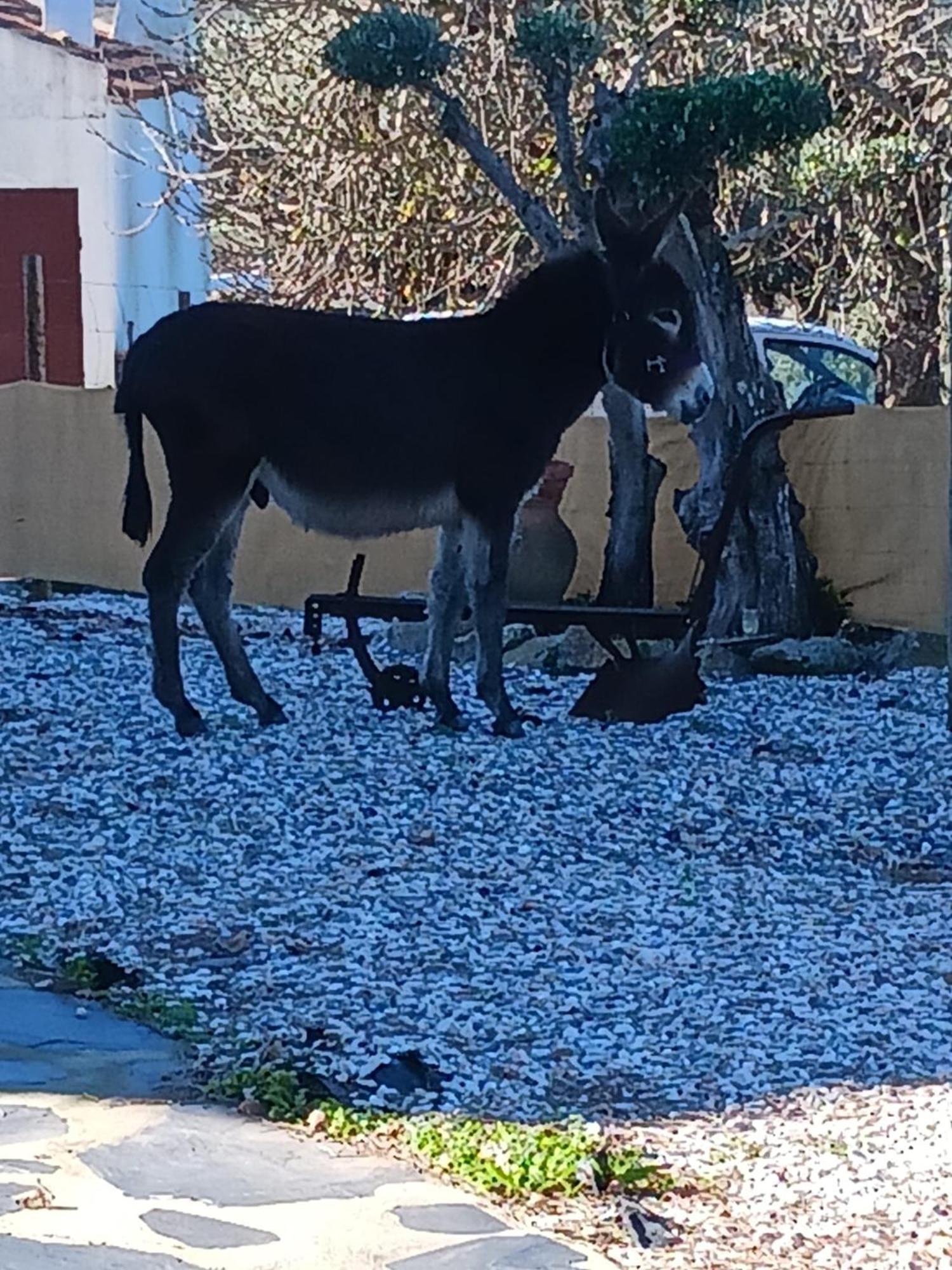 Casa Janeiro Alentejo Villa Portalegre Buitenkant foto